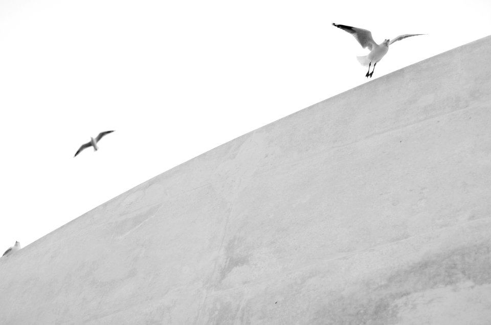 Flight, Black  white, Minimal