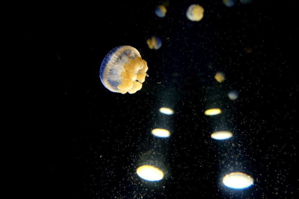 Aquarium la rochelle, La rochelle, France
