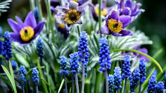Color, Flower
