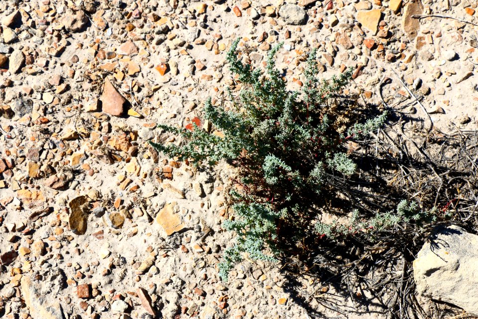 Colorado, United states, Sun