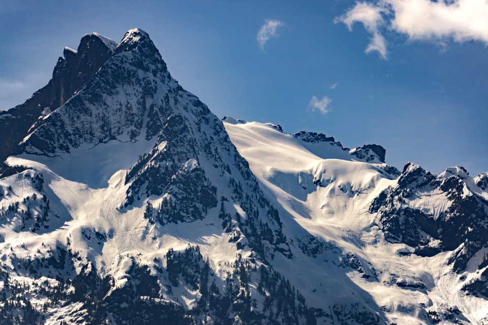 Whitehorse mountain, United states, Trees