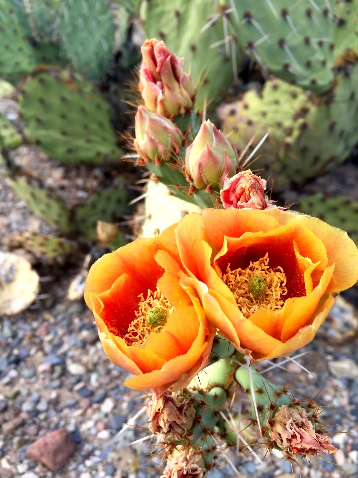 Phoenix sonoran desert preserve, Phoenix, United states