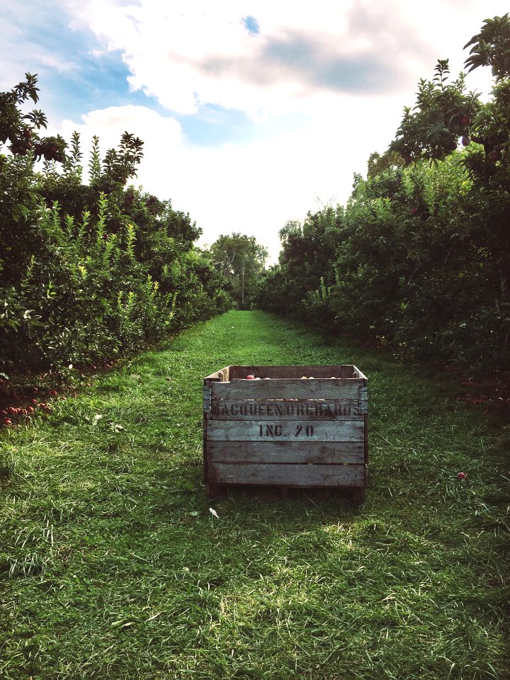 Apple tree, Apple trees, Grass