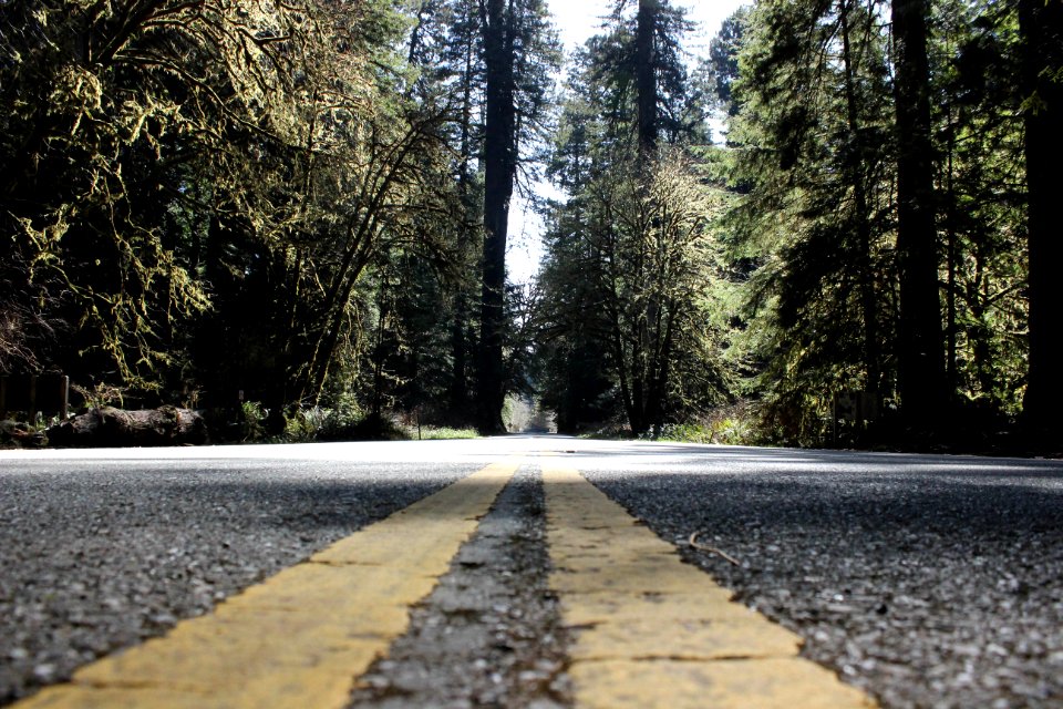 Redwood national, State parks, United states