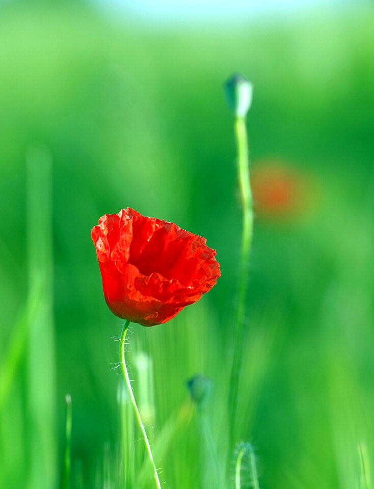 Flower corn meadow