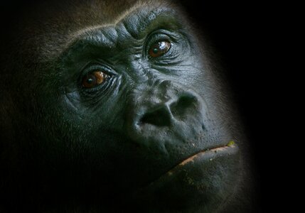 Animal ape watch photo