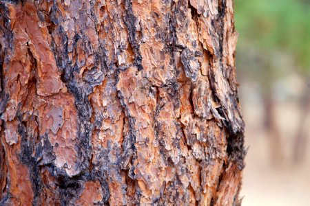 Macro, Bark, Tree