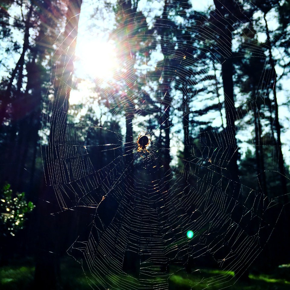 Thetford forest park, United kingdom, Light