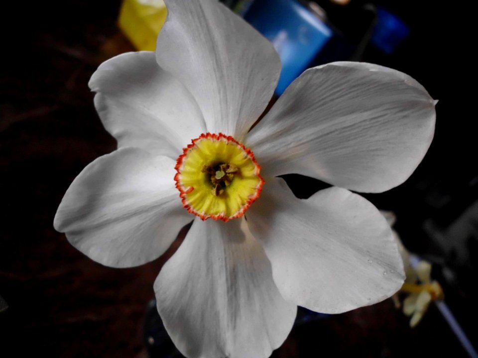 Houston, United states, Narcissus poeticus