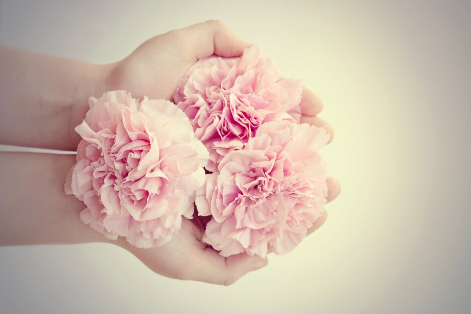 Pink flowers from above cut flowers