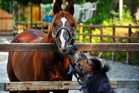 Small horse animal snout