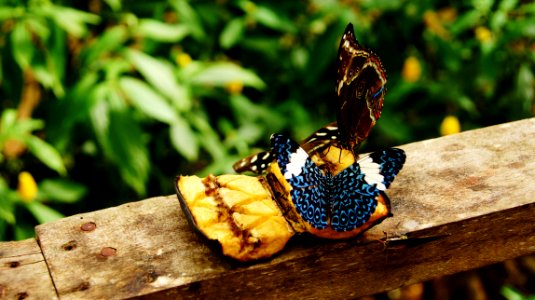 Ecuador, La casa del suizo, Puerto misahuall 