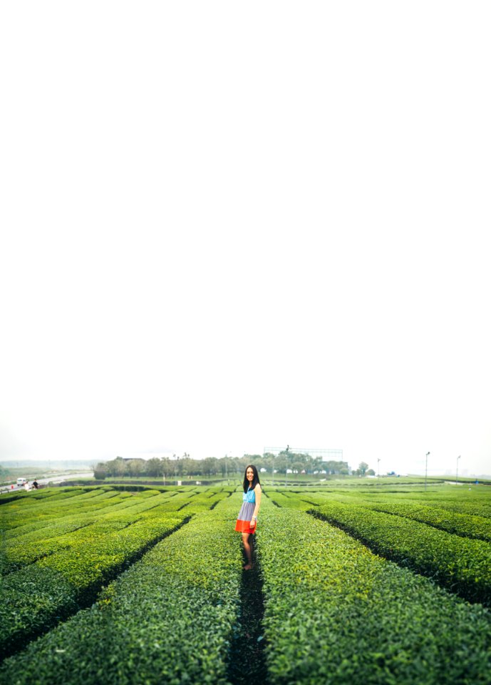 Osulloc tea garden, Seogwipo, South korea