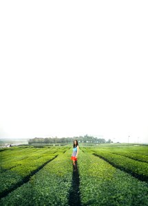 Osulloc tea garden, Seogwipo, South korea