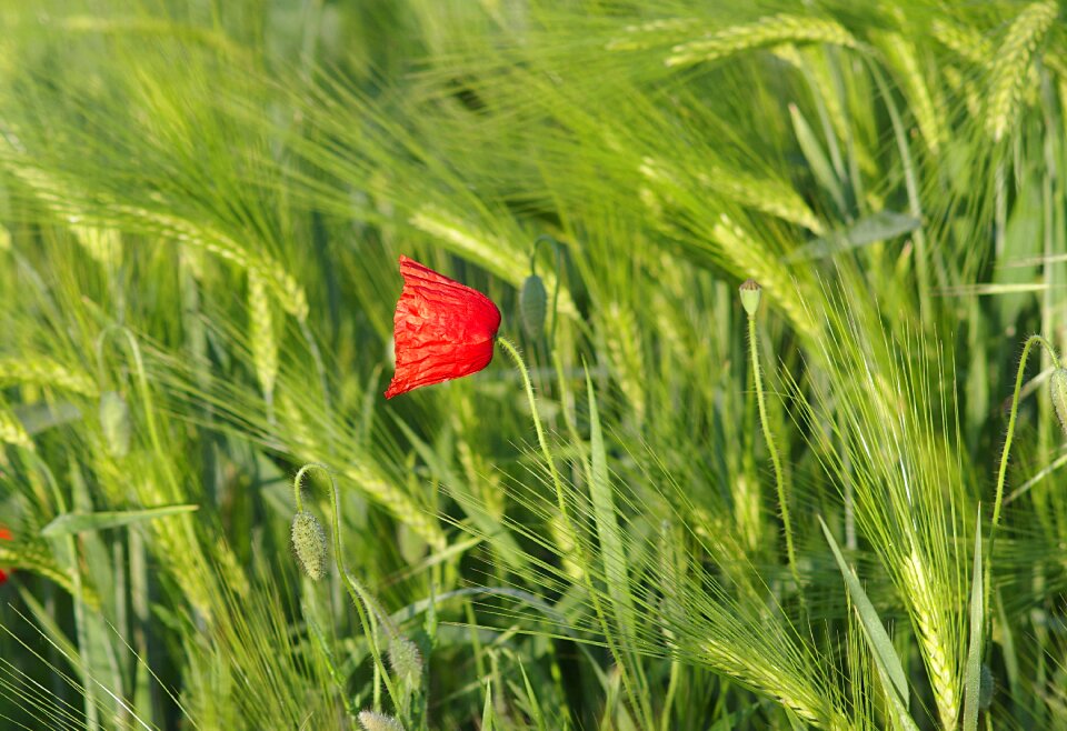 Flower corn meadow