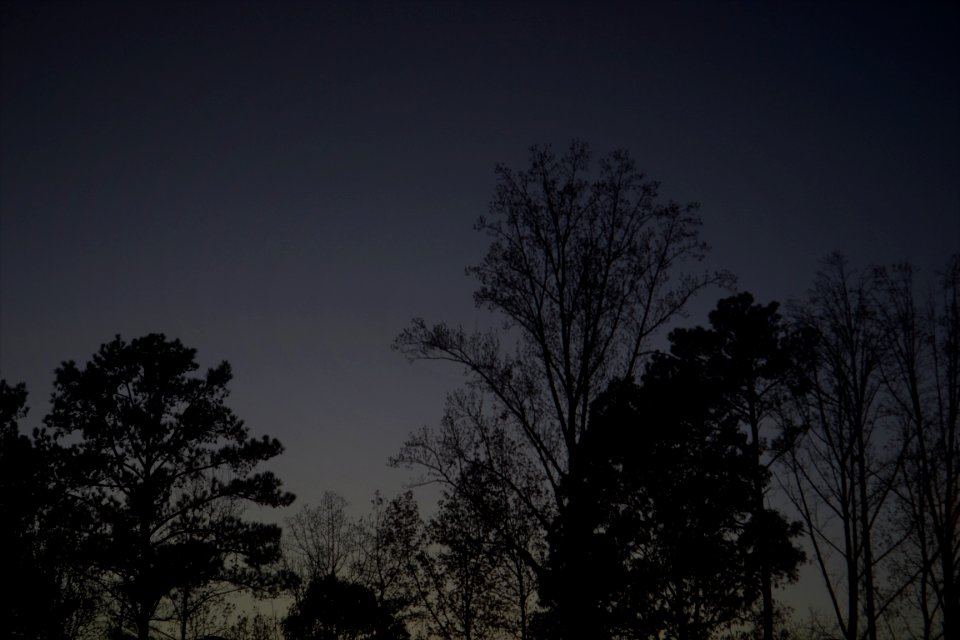 Sunset, Silhouette, Trees photo