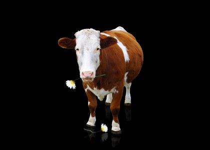 Milk cow mammals horns
