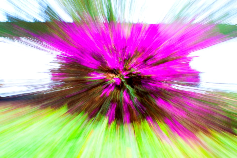 Nature, Abstract, Flower