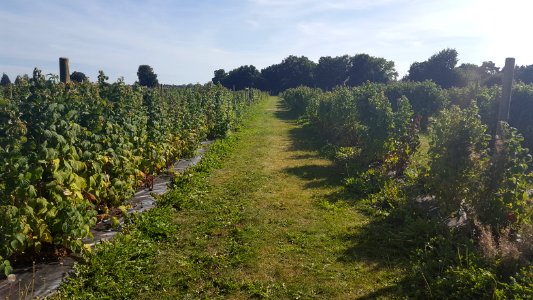 Gray s farm, Wokingham, United kingdom