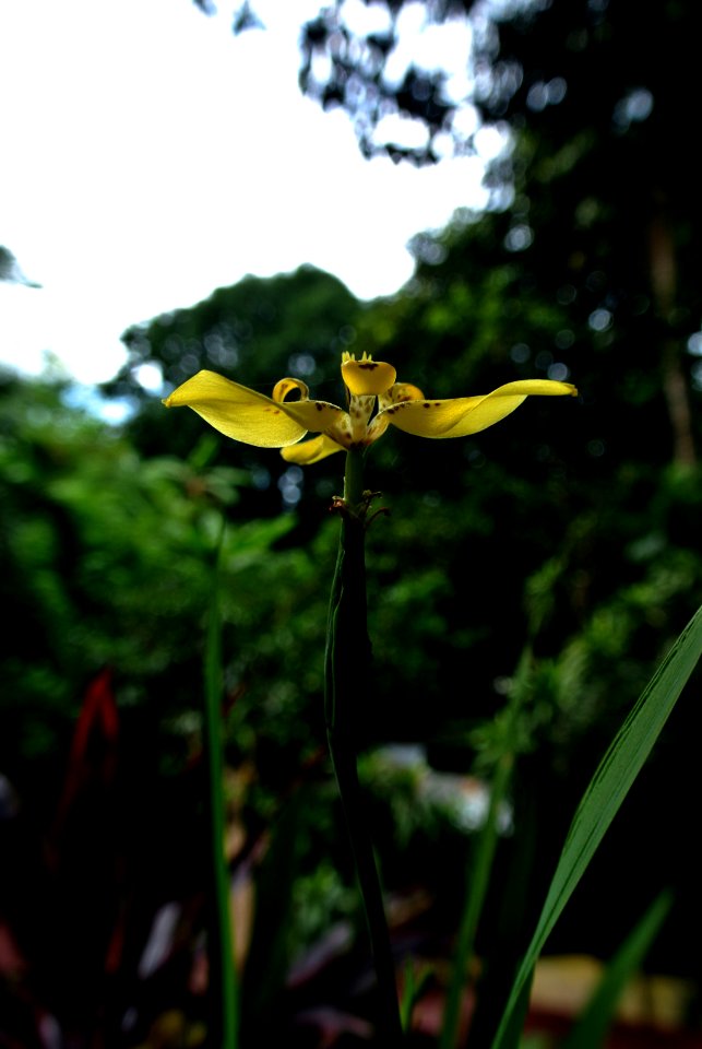 Philippines, Nature, Blooming