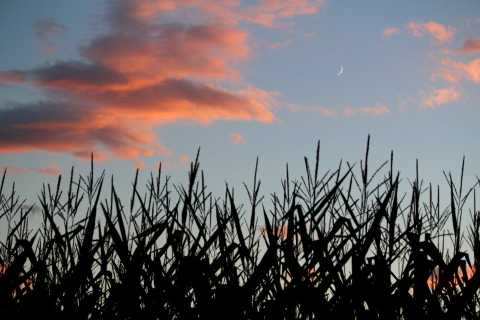 Moon, Farm, Field