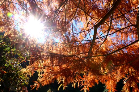 Wuling farm, Taiwan, Sunshine photo