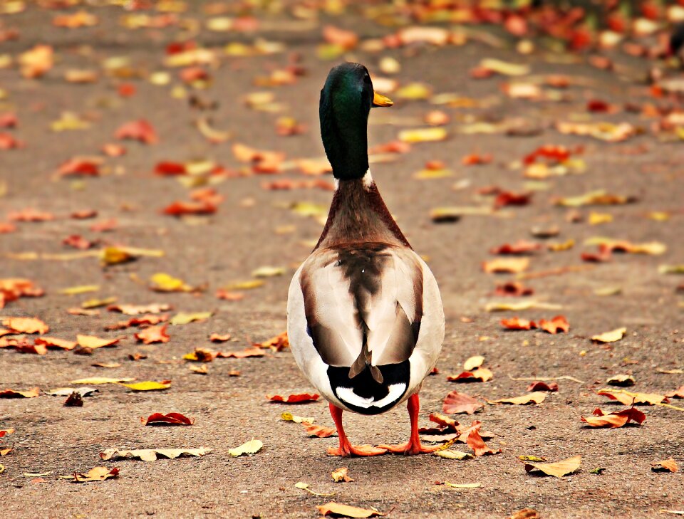 Autumn water bird bird