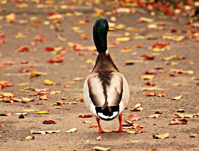 Autumn water bird bird