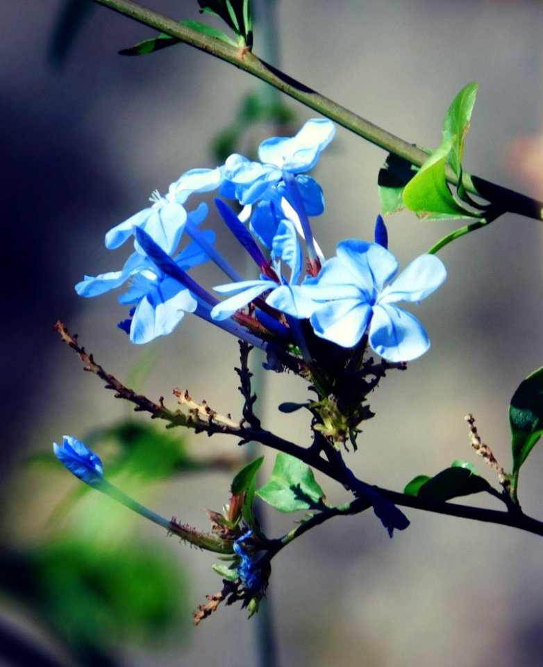 Malibu, United states, Flower