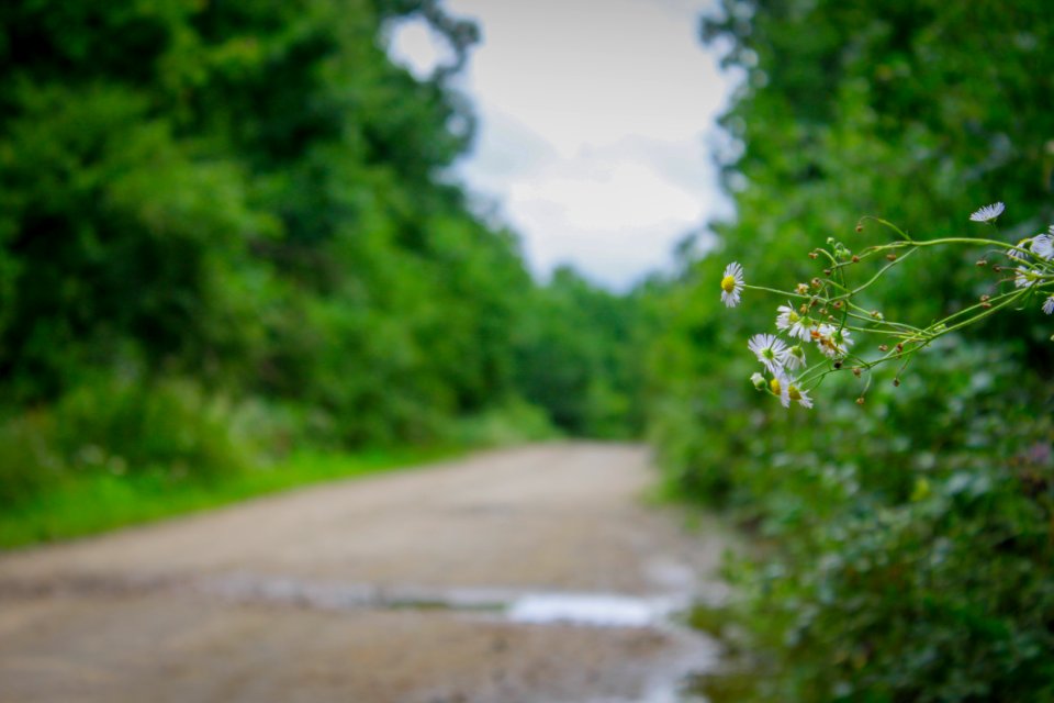 Trees, Forest, Flower