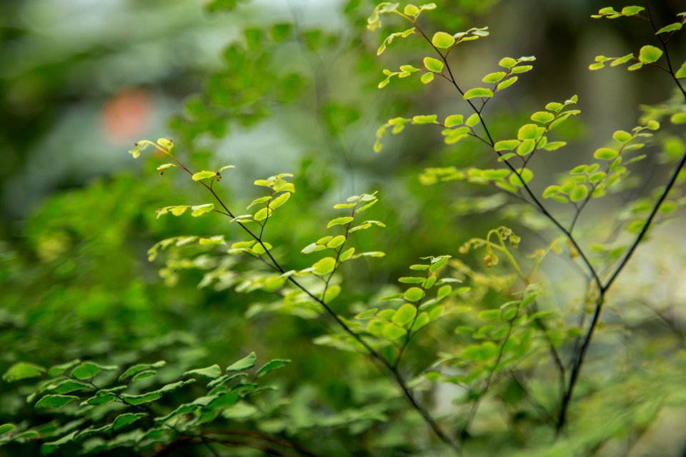 green plant in tilt shift lens
