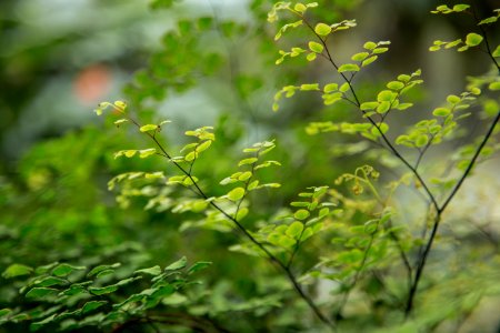 green plant in tilt shift lens photo