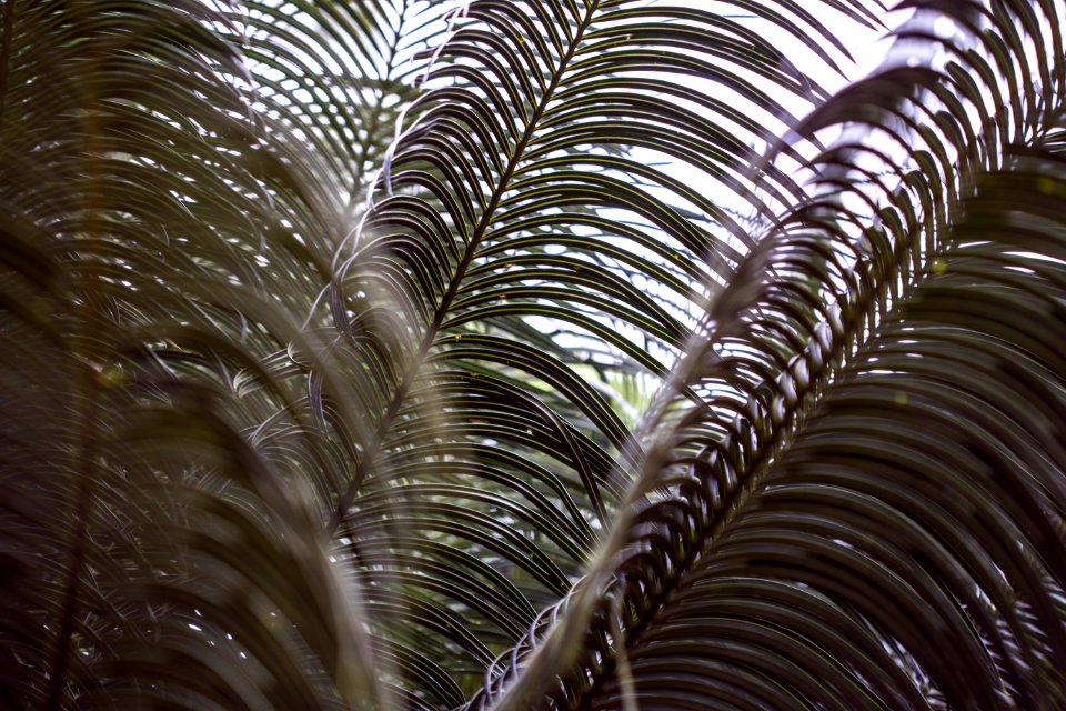 green palm tree during daytime