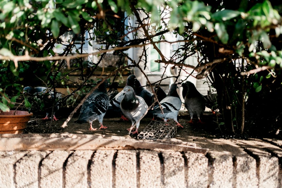 Amsterdam, Birds, Travel