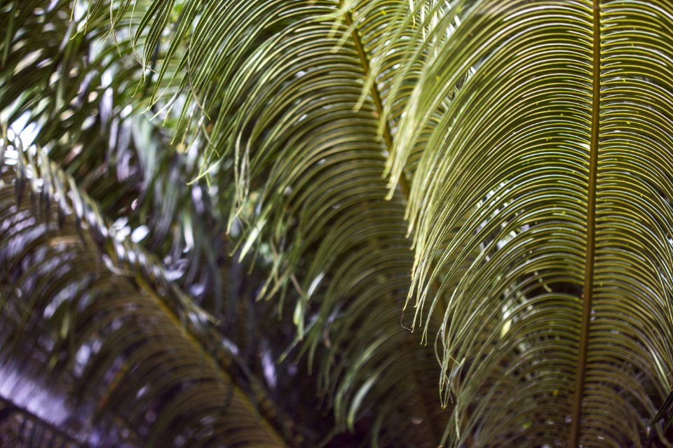 green palm tree during daytime
