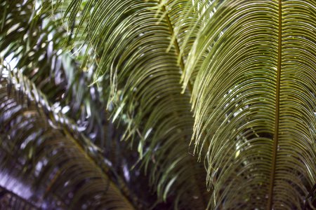 green palm tree during daytime