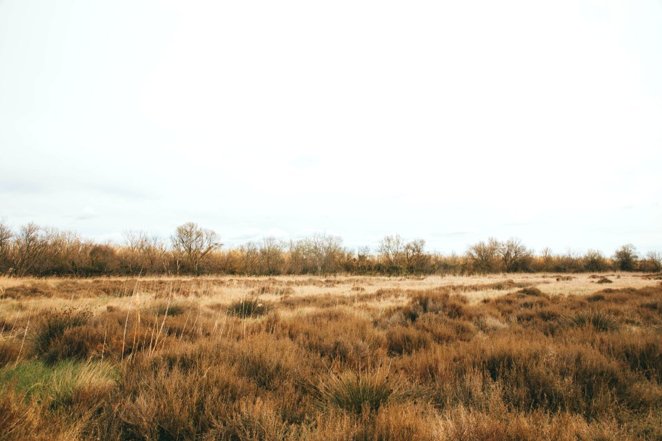 brown grass under white sky at daytime