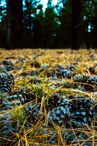 white and black stones on brown grass field during daytime photo