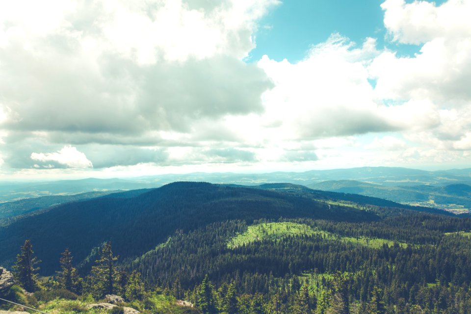 Hill, Tree, Forest