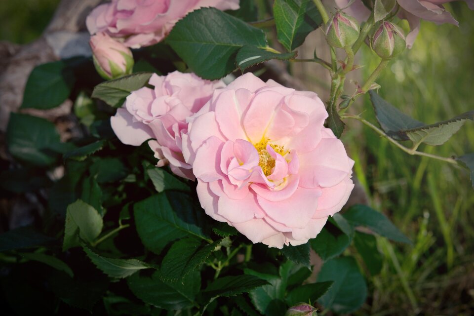 Pink flower flower blossom