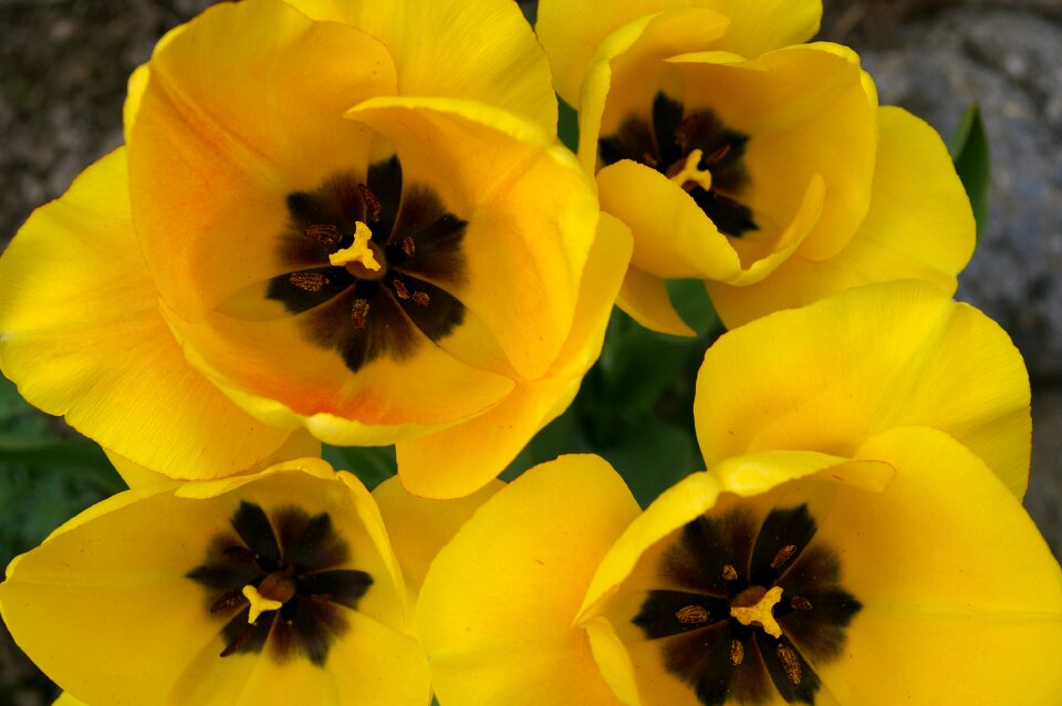 Yellow flowers yellow flowers