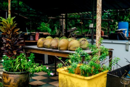 brown and green coconuts