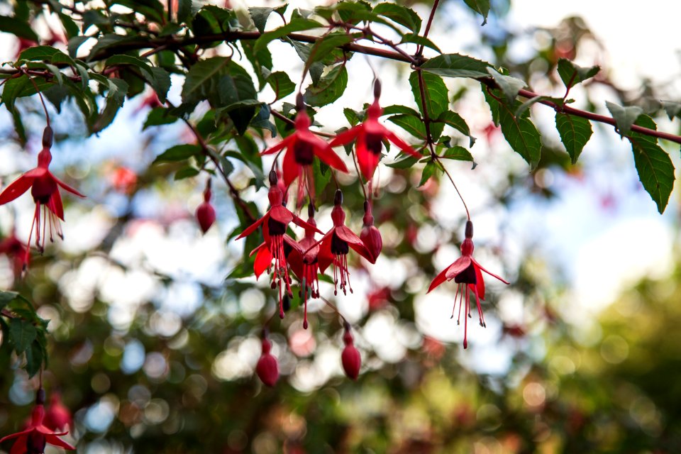 red round fruits on tree during daytime