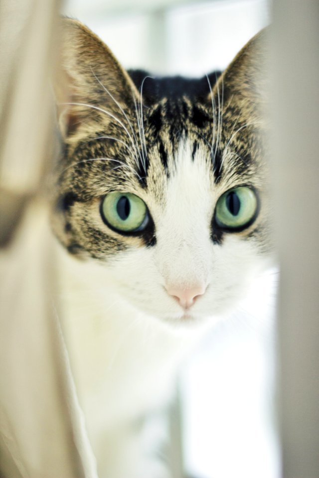 white and gray tabby cat
