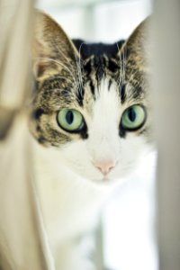 white and gray tabby cat photo