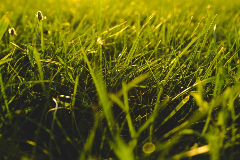 close up photography of grass field