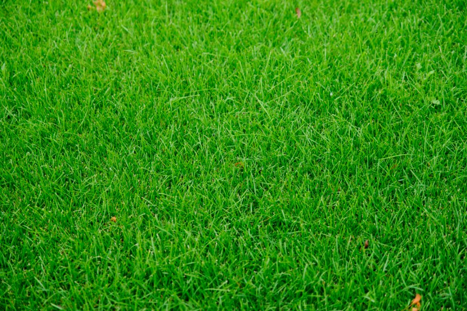 Pattern, Green, Texture