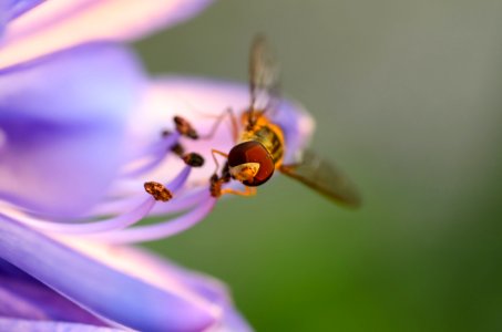 Resting, Blossom, Flower photo