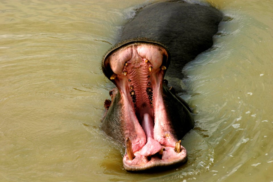 Big, Horse, Open wide