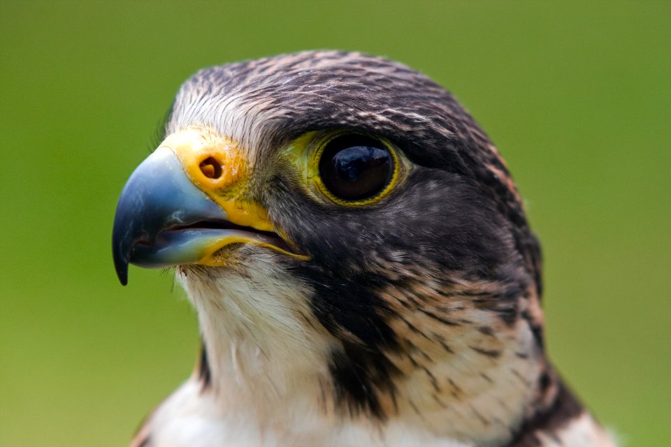 Prey, Harris, Hawk photo